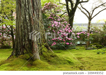 Sanzenjin no Ashoku flower Sanzenjin no Ashoku flower 109449352