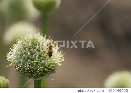A bee perches on a green onion bush A bee perches on a green onion bush 109449490