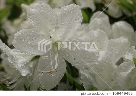 糖果裡盛開的白色杜鵑花 糖果裡盛開的白色杜鵑花 109449492
