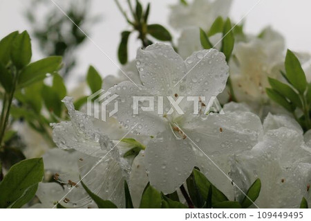 白杜鵑花 白杜鵑花 109449495