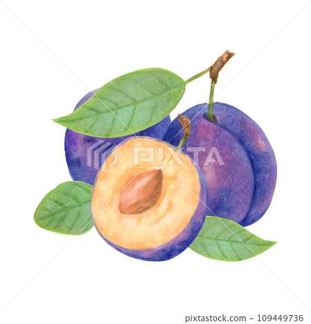Arrangement of whole plum and halves with leaves.Purple plum fruit.Watercolor and marker illustration.Would look great on kitchen towels or food packaging.Harvest,production.Hand drawn isolated art. Arrangement of whole plum and halves with leaves.Purple plum fruit.Watercolor and marker illustration.Would look great on kitchen towels or food packaging.Harvest,production.Hand drawn isolated art. 109449736