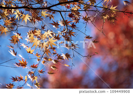 秋葉秋冬素材【神奈川縣大磯町】 秋葉秋冬素材【神奈川縣大磯町】 109449908