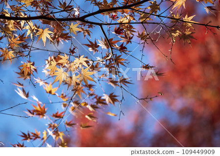 秋葉秋冬素材【神奈川縣大磯町】 秋葉秋冬素材【神奈川縣大磯町】 109449909