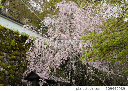 三千院垂枝櫻花 109449989