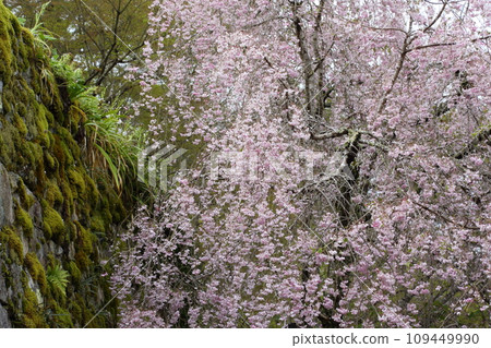 三千院垂枝櫻花 109449990