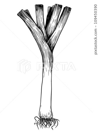 Leek in engraving technique. Vector illustration isolated on white background. Green onion, ink linear sketch. Leek in engraving technique. Vector illustration isolated on white background. Green onion, ink linear sketch. 109450390