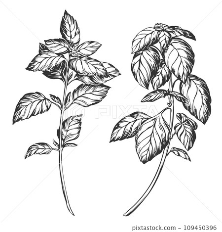 Basil on a white background in retro style. A popular seasoning in Italian, Greek and Provencal cuisine. Branch in engraving style. Spices botanical vector illustration. 109450396