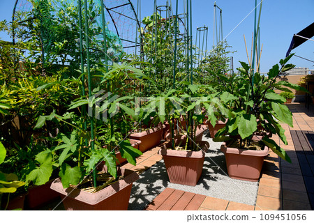 屋頂陽台,種植花園,期待收穫各種蔬菜 屋頂陽台,種植花園,期待收穫各種蔬菜 109451056