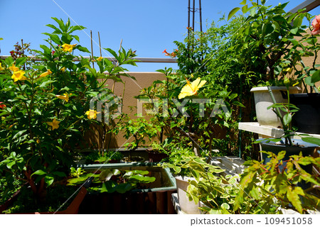 園藝與棲地：藍天下綠樹成蔭、花朵盛開 109451058