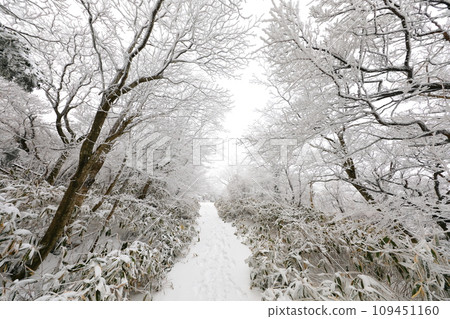This is a winter landscape of 1100 Hill Wetland, a famous tourist attraction in Jeju Island, South Korea. 109451160