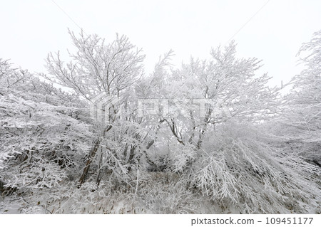 This is a winter landscape of 1100 Hill Wetland, a famous tourist attraction in Jeju Island, South Korea. 109451177