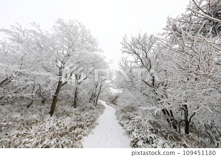 This is a winter landscape of 1100 Hill Wetland, a famous tourist attraction in Jeju Island, South Korea. 109451180