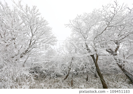 This is a winter landscape of 1100 Hill Wetland, a famous tourist attraction in Jeju Island, South Korea. 109451183