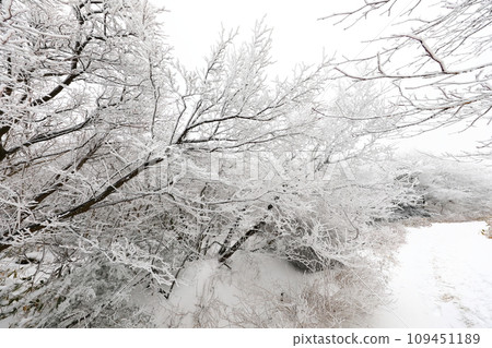 This is a winter landscape of 1100 Hill Wetland, a famous tourist attraction in Jeju Island, South Korea. 109451189
