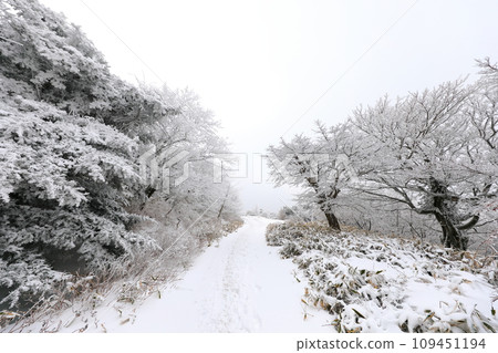 This is a winter landscape of 1100 Hill Wetland, a famous tourist attraction in Jeju Island, South Korea. 109451194