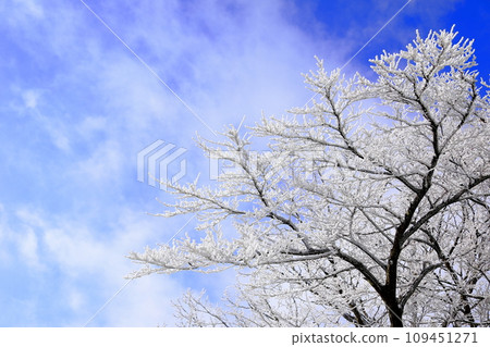 This is a winter landscape of 1100 Hill Wetland, a famous tourist attraction in Jeju Island, South Korea. 109451271