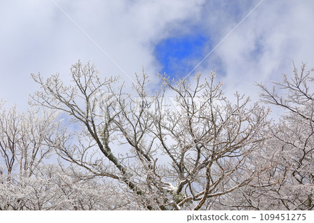 This is a winter landscape of 1100 Hill Wetland, a famous tourist attraction in Jeju Island, South Korea. 109451275