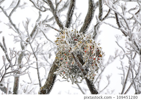 This is a winter landscape of 1100 Hill Wetland, a famous tourist attraction in Jeju Island, South Korea. 109451280
