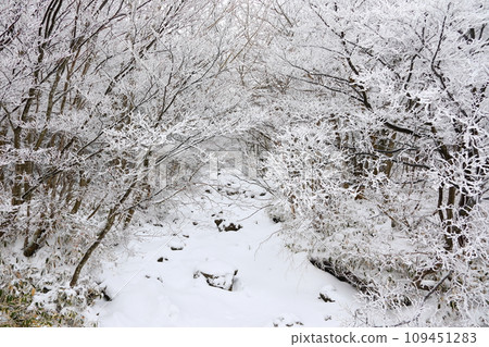 This is a winter landscape of 1100 Hill Wetland, a famous tourist attraction in Jeju Island, South Korea. 109451283