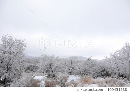This is a winter landscape of 1100 Hill Wetland, a famous tourist attraction in Jeju Island, South Korea. 109451288