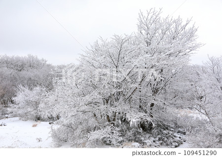 This is a winter landscape of 1100 Hill Wetland, a famous tourist attraction in Jeju Island, South Korea. 109451290