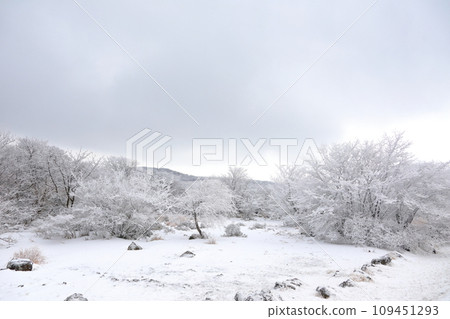 This is a winter landscape of 1100 Hill Wetland, a famous tourist attraction in Jeju Island, South Korea. 109451293
