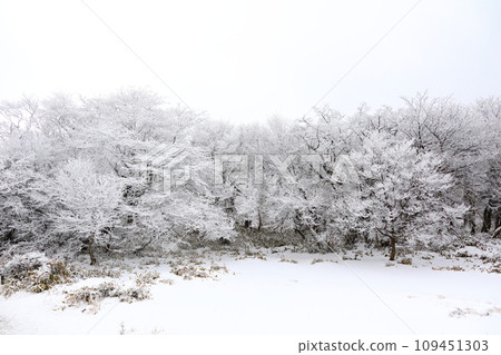 This is a winter landscape of 1100 Hill Wetland, a famous tourist attraction in Jeju Island, South Korea. 109451303