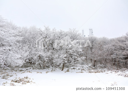 This is a winter landscape of 1100 Hill Wetland, a famous tourist attraction in Jeju Island, South Korea. 109451308