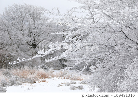 This is a winter landscape of 1100 Hill Wetland, a famous tourist attraction in Jeju Island, South Korea. 109451310