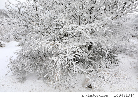 This is a winter landscape of 1100 Hill Wetland, a famous tourist attraction in Jeju Island, South Korea. 109451314