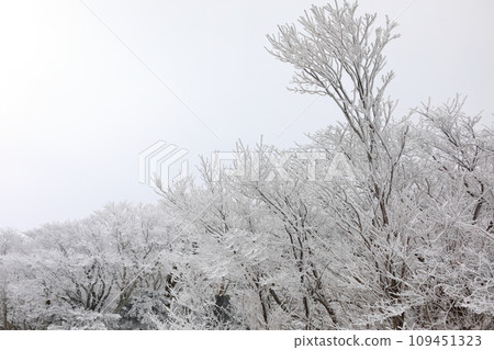This is a winter landscape of 1100 Hill Wetland, a famous tourist attraction in Jeju Island, South Korea. This is a winter landscape of 1100 Hill Wetland, a famous tourist attraction in Jeju Island, South Korea. 109451323