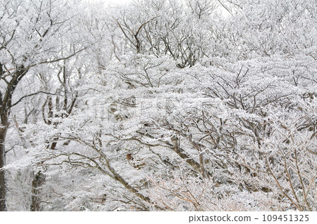 This is a winter landscape of 1100 Hill Wetland, a famous tourist attraction in Jeju Island, South Korea. 109451325