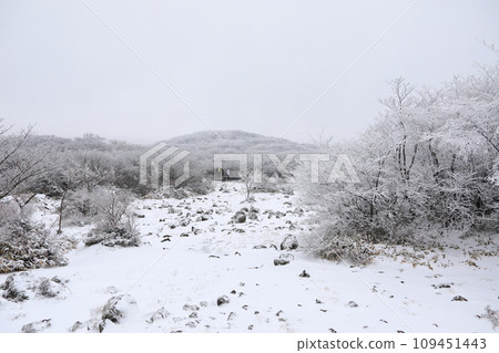 This is a winter landscape of 1100 Hill Wetland, a famous tourist attraction in Jeju Island, South Korea. 109451443