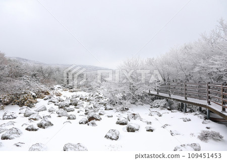 This is a winter landscape of 1100 Hill Wetland, a famous tourist attraction in Jeju Island, South Korea. 109451453
