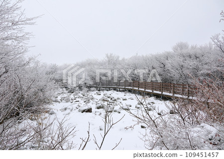 This is a winter landscape of 1100 Hill Wetland, a famous tourist attraction in Jeju Island, South Korea. 109451457