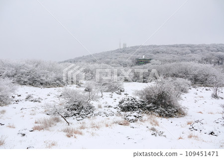 This is a winter landscape of 1100 Hill Wetland, a famous tourist attraction in Jeju Island, South Korea. 109451471