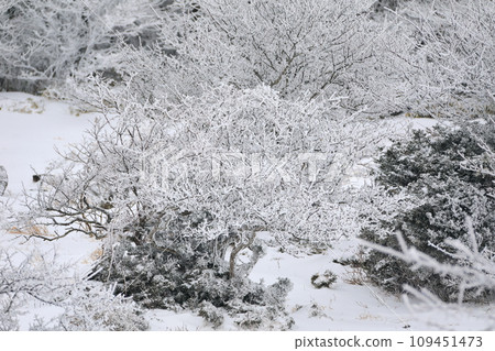 This is a winter landscape of 1100 Hill Wetland, a famous tourist attraction in Jeju Island, South Korea. 109451473