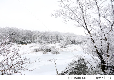 This is a winter landscape of 1100 Hill Wetland, a famous tourist attraction in Jeju Island, South Korea. 109451485