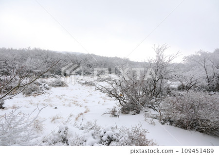 This is a winter landscape of 1100 Hill Wetland, a famous tourist attraction in Jeju Island, South Korea. 109451489