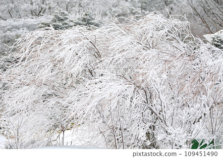 This is a winter landscape of 1100 Hill Wetland, a famous tourist attraction in Jeju Island, South Korea. 109451490