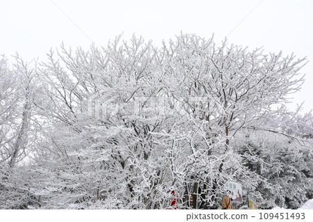 This is a winter landscape of 1100 Hill Wetland, a famous tourist attraction in Jeju Island, South Korea. 109451493