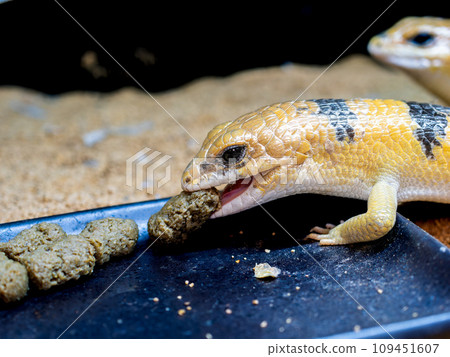 Peter's banded skink lizard eating food Peter's banded skink lizard eating food 109451607