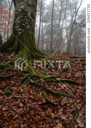 Walking through the fog in the late autumn forest Walking through the fog in the late autumn forest 109451730
