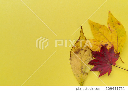 Autumn leaves on a yellow background Autumn leaves on a yellow background 109451731