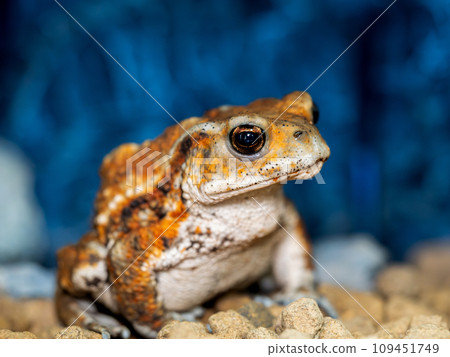 Close-up of Miyako toad Close-up of Miyako toad 109451749