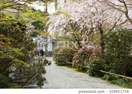三千院的石樟花和垂枝櫻花 三千院的石樟花和垂枝櫻花 109451756