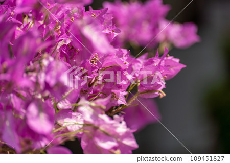 Bougainvillea glabram flower, paperflower. Beautiful magenta bougainvillea tree on sunny spring day 109451827