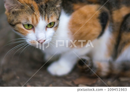 A cool-looking calico cat that lives in the forests of Japan 109451983