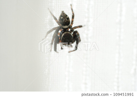 A small jumping spider walks on the curtains of a Japanese house A small jumping spider walks on the curtains of a Japanese house 109451991