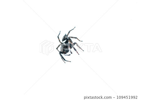 A small and cute jumping spider that lives in Japanese houses A small and cute jumping spider that lives in Japanese houses 109451992